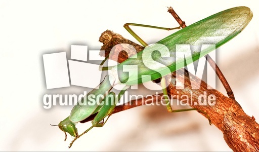 Gottesanbeterin (06).jpg